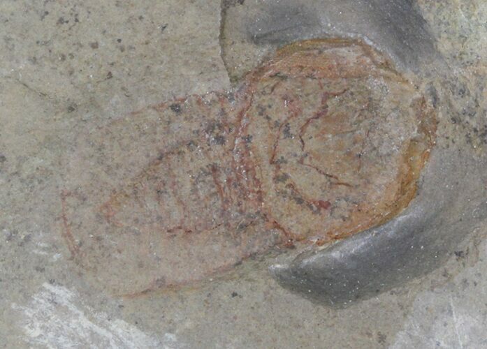 Cyclopyge - An Unusual Pelagic Trilobite #40145